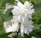 Чубушник (Жасмин) Минесота Сноуфлейк (Minnesota Snowflake) 2827 Чубушник (Жасмин) Минесота Сноуфлейк (Minnesota Snowflake) 2827