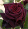 Роза Блек Баккара (Black Baccara) 2272 - фото 9064