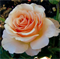 Роза Примадонна  (Prima Donna) 3501 - фото 9148