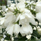 Чубушник (Жасмин) Сноубель (Snowbelle) 3816 Чубушник (Жасмин) Сноубель (Snowbelle) 3816