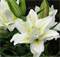 Лилия Роузлили Рамона (Roselily Ramona) Восточный махровый гибрид 10 - 12 3829