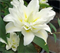 Лилия Роузлили Рамона (Roselily Ramona) Восточный махровый гибрид 10 - 12 3829