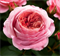 Роза Пинк Экспрешн (Pink Expression) 3886