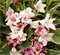 Вейгела Колсун (Kolsunn) 3913