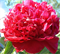 Пион Инспектор Лавернье (Inspecteur Lavergne) 3938